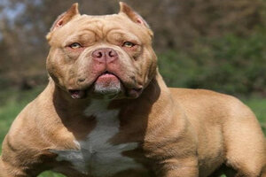 Jika tak dilatih dengan benar, 5 jenis anjing ini bahaya bagi manusia