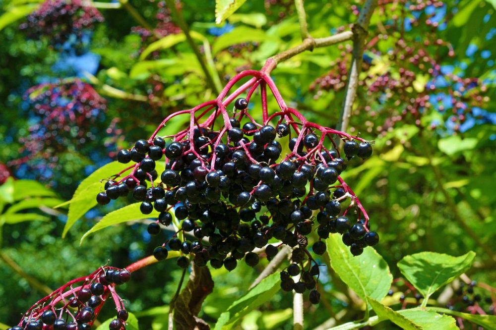 elderberry Gambar oleh Anemone123 dari Pixabay elderberry Gambar oleh Anemone123 dari Pixabay