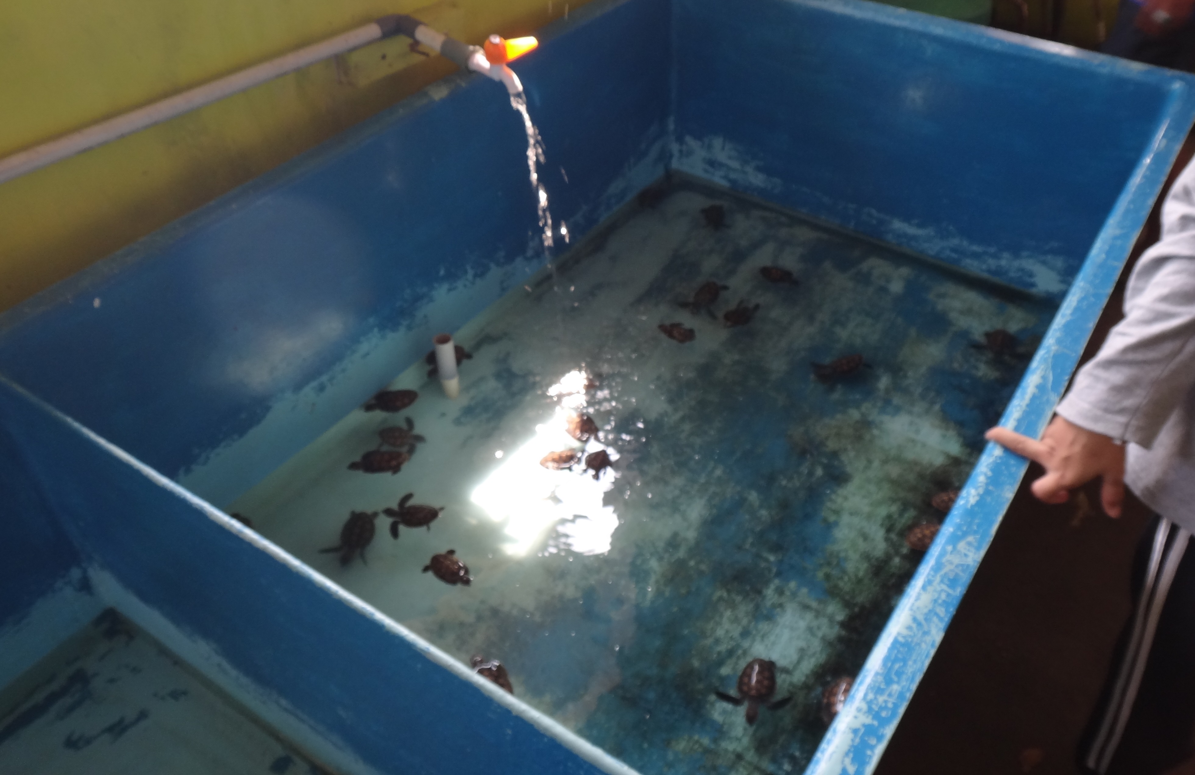 pelestarian penyu di pulau kelapa