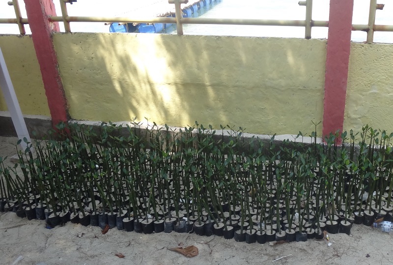 bibit mangrove di pulau kelapa dua