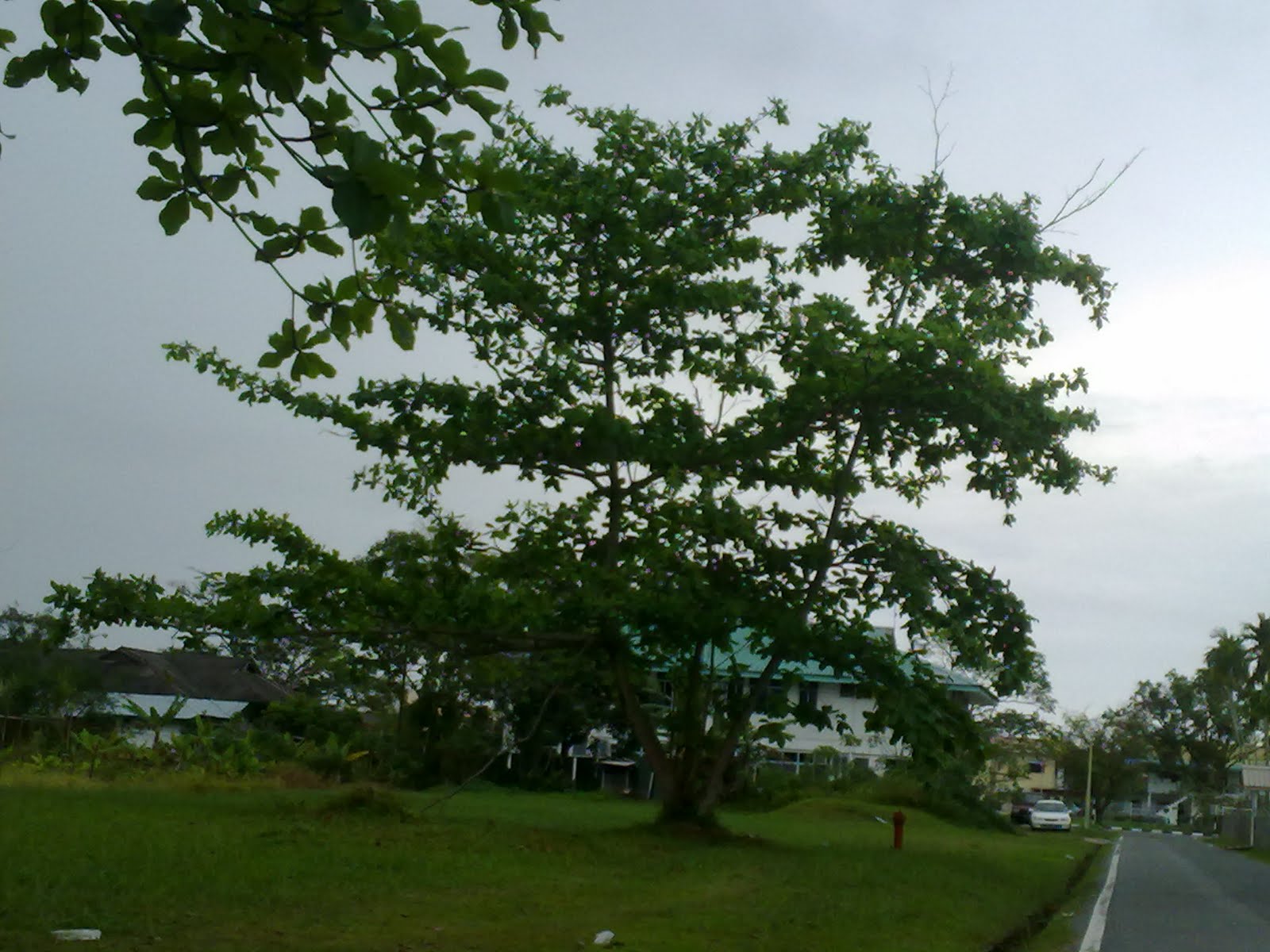 Pohon ketapang