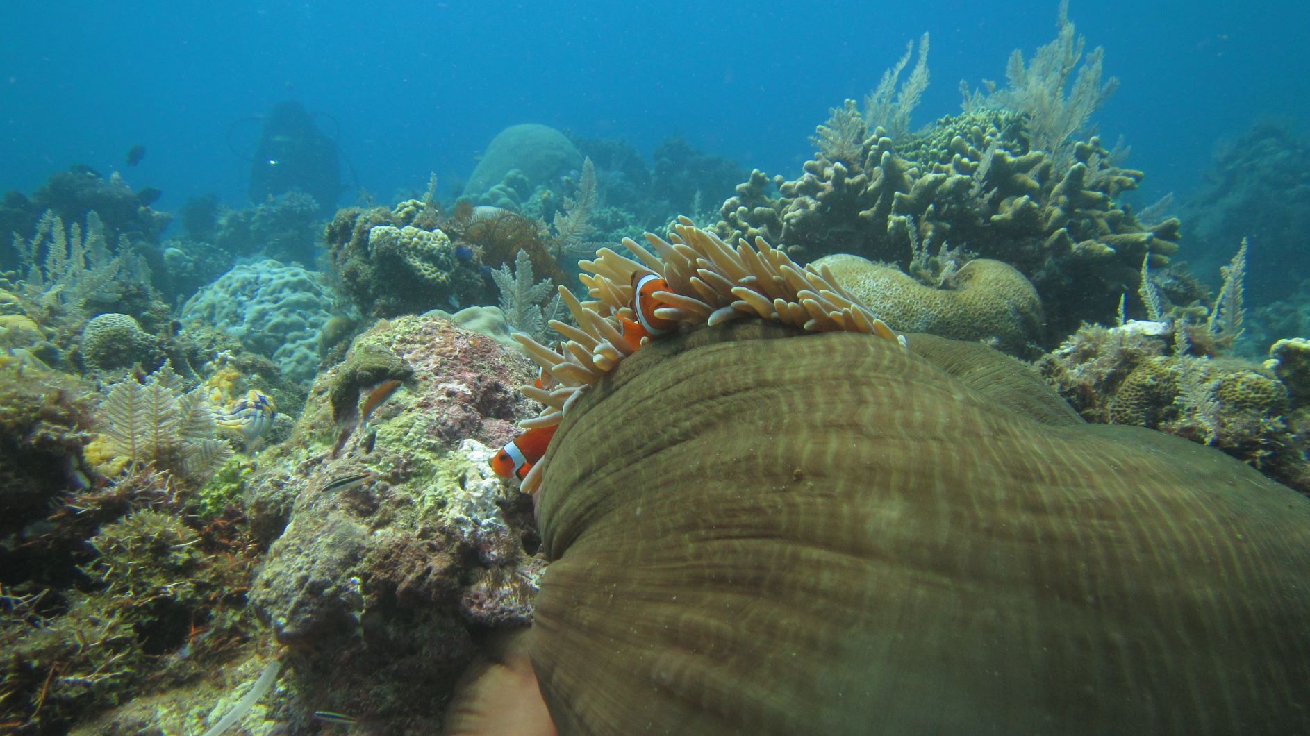 Nemo ini yang paling sering dicari dan disukai untuk dijadikan obyek foto bawah air. (Foto: GraceyWakary)