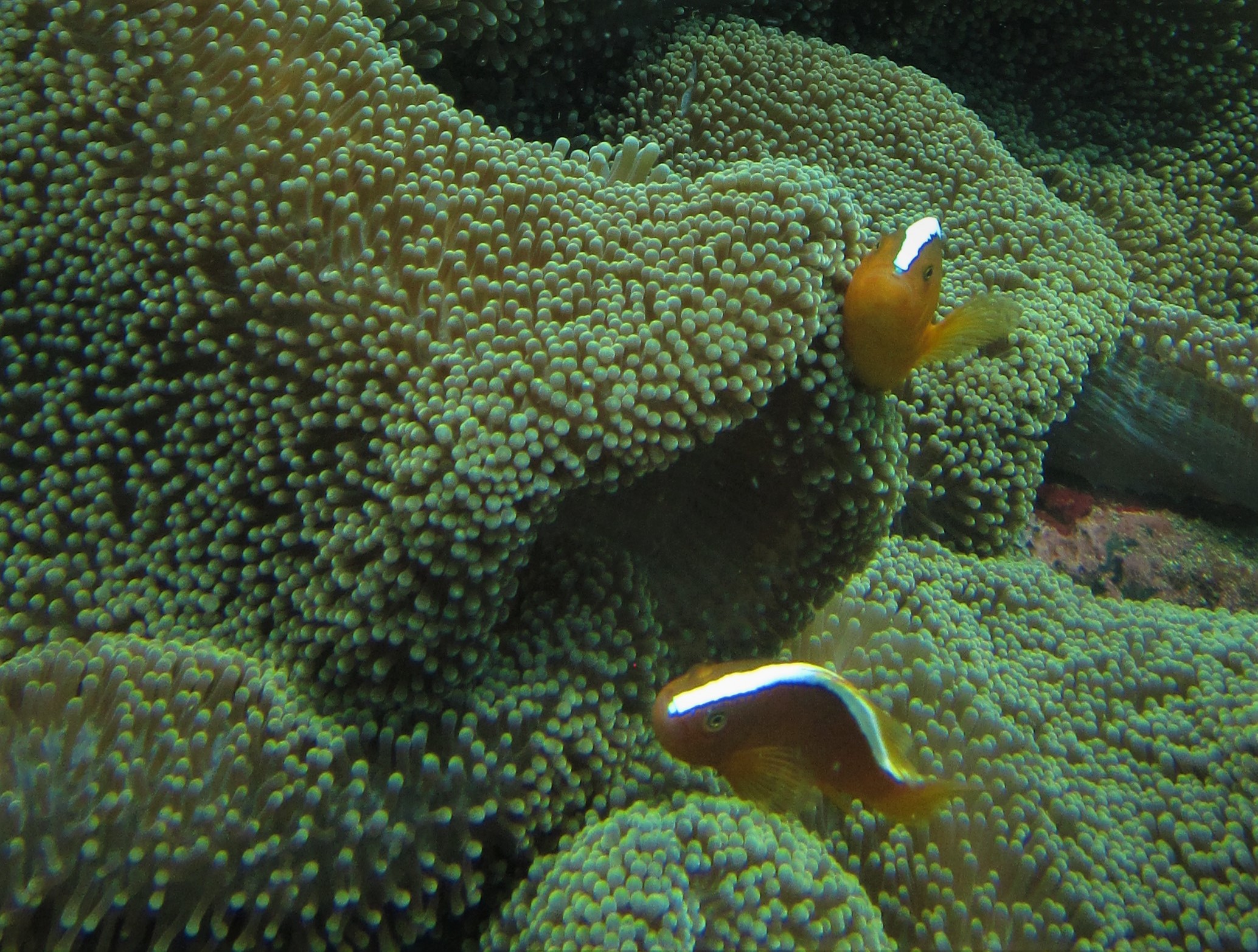 Biasanya si nemo ini ditemukan menempel di hard coral yang sehat. (foto: Graceywakary)