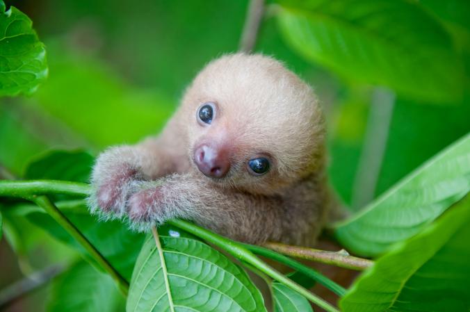 15 Foto bayi hewan ini dijamin bikin gemas, lucu dan imut banget