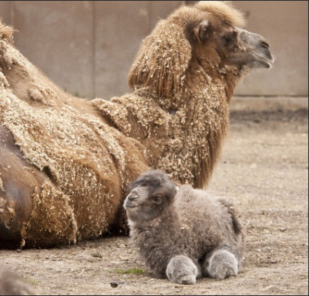 15 Foto bayi hewan ini dijamin bikin gemas, lucu dan imut banget