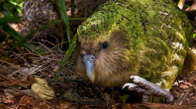 Inilah 10 spesies burung teraneh di dunia