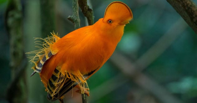 Inilah 10 spesies burung teraneh di dunia