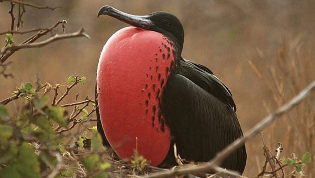 Inilah 10 spesies burung teraneh di dunia