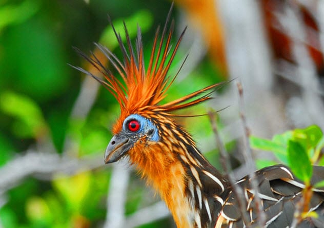 Inilah 10 spesies burung teraneh di dunia