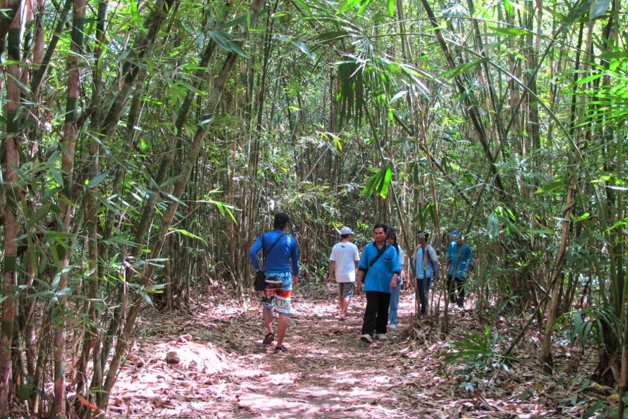 Hutan Bambu Taman Nasional Alas Purwo