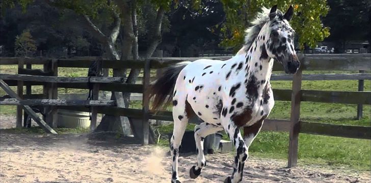 10 Fakta unik Knabstrupper, kuda dengan corak berbintik hitam