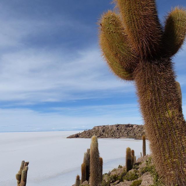 Cactus island