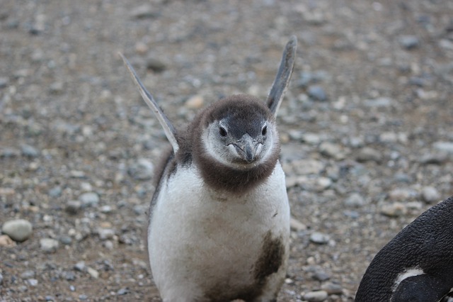 penguin Michelle Maria dari Pixabay 