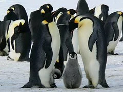 Penguin hidup secara koloni