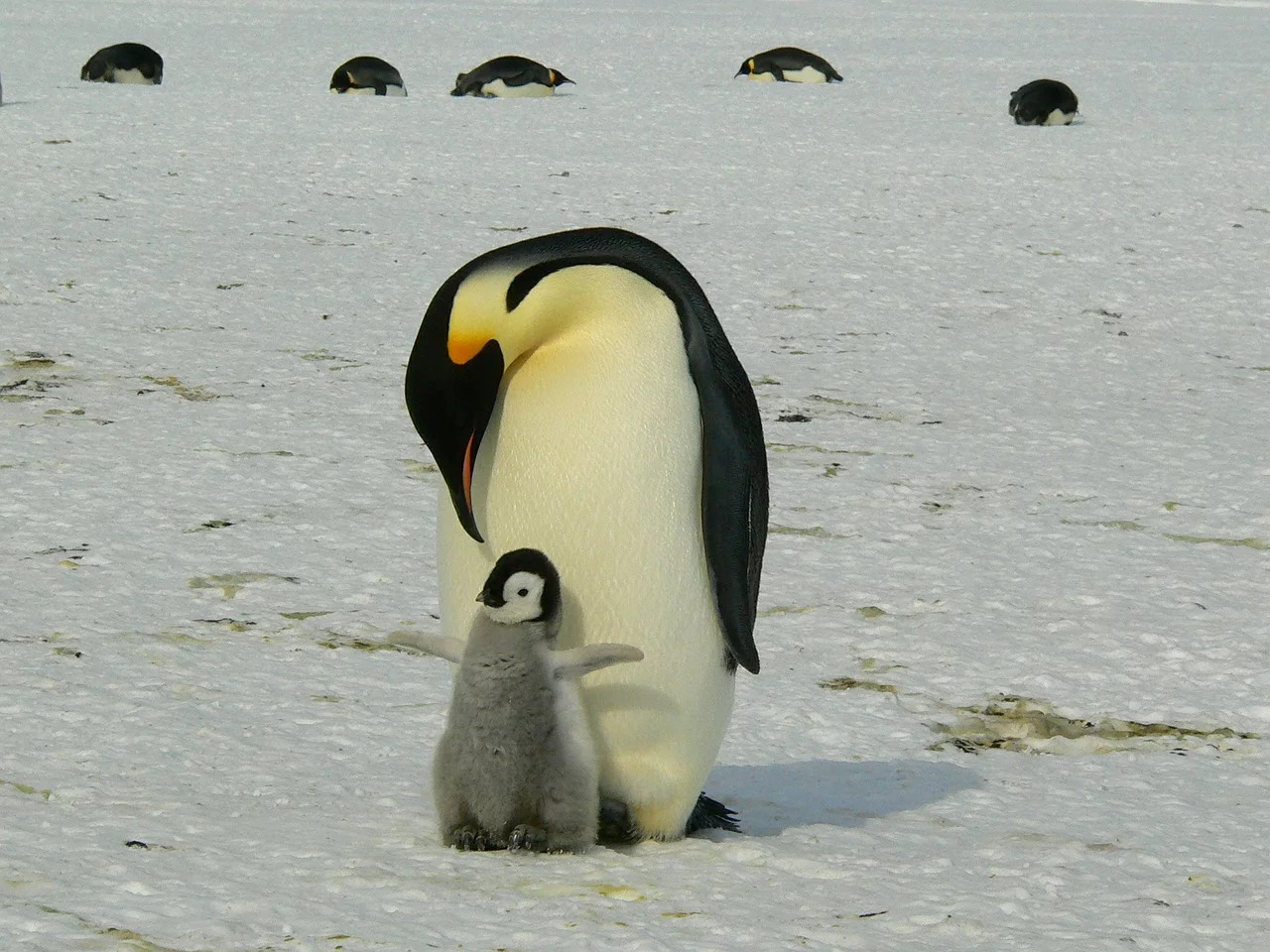 Penguin jantan menjaga bayi penguin