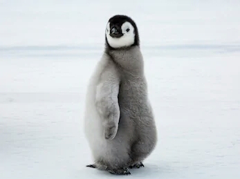 14 Fakta menakjubkan penguin, hewan akuatik yang menggemaskan