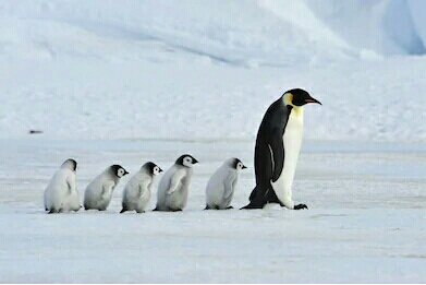 Penguin melindungi diri dgn berkamuflase