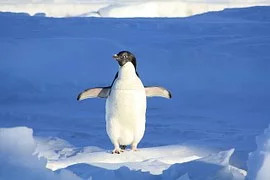 Sayap penguin