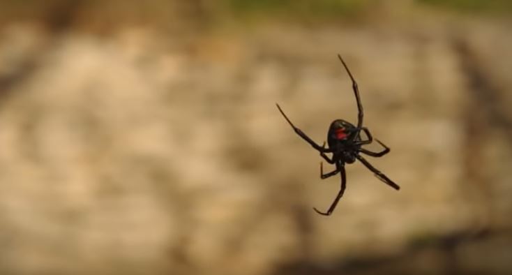 10 Laba-laba paling mematikan di dunia