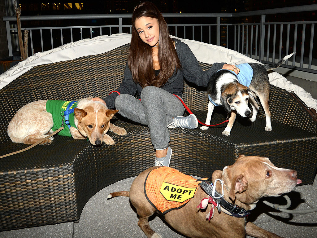 Peliharaan Ariana
