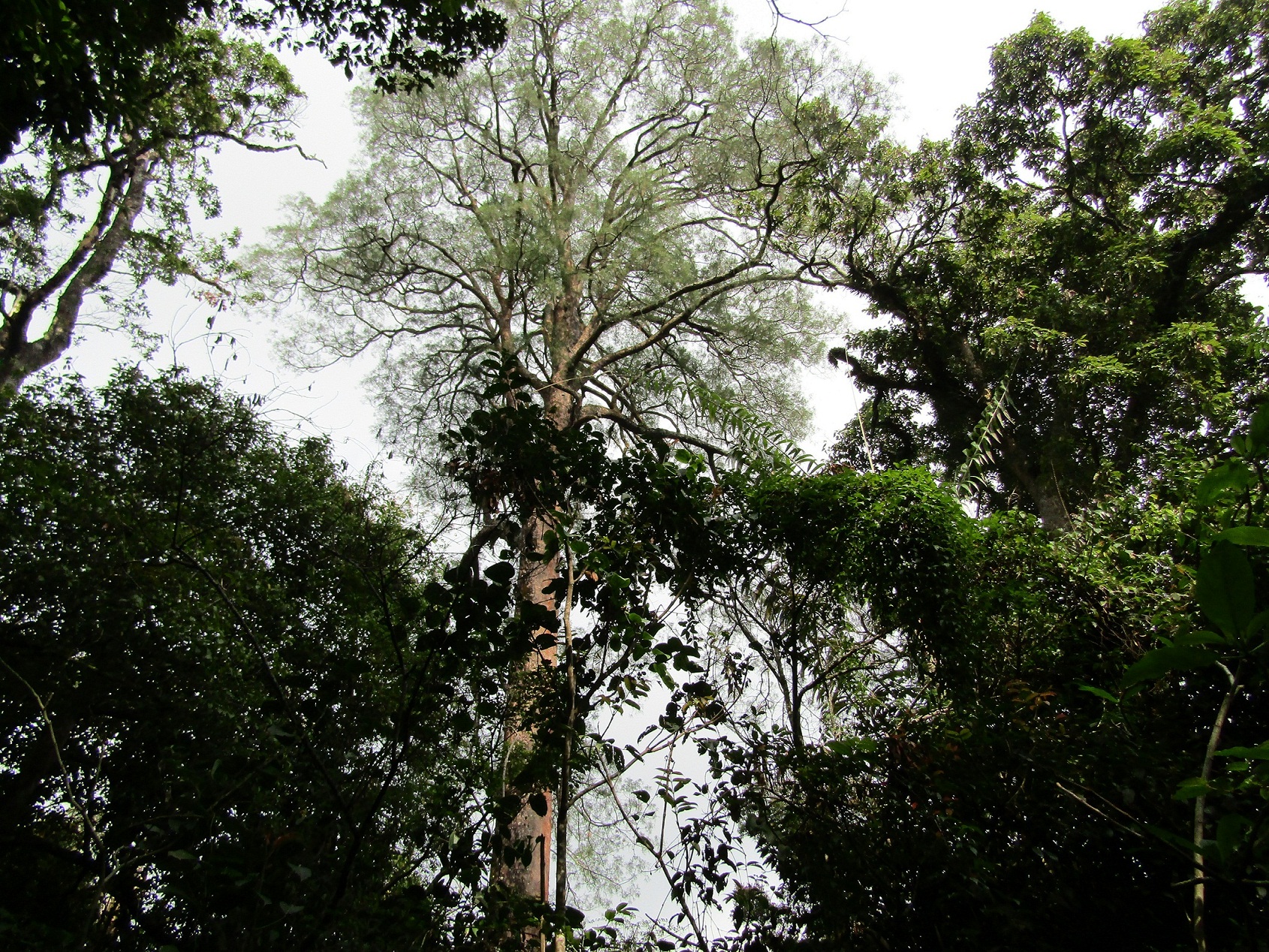 Vegetasi Hutan Hujan tropis