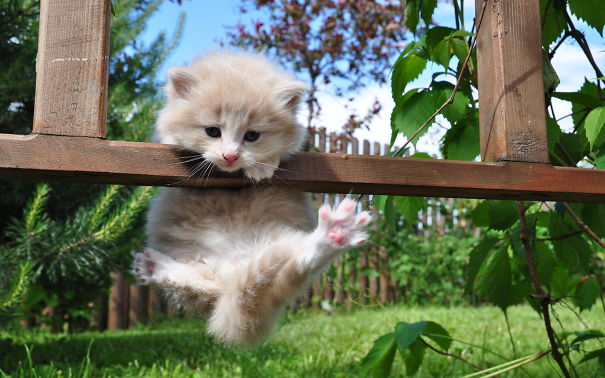 10 Foto ini tunjukkan jika kucing pandai akrobat dan berkamuflase