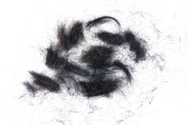 Rambut