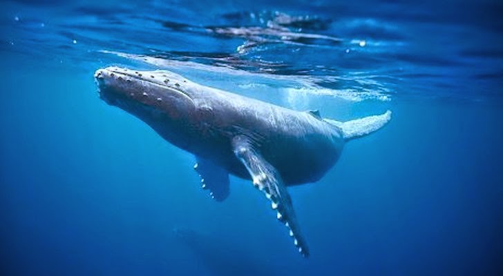 Dijuluki emas mengambang, ini 5 fakta tentang muntahan paus