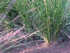 Rumput vetiver, salah satu tanaman pencegah longsor dan banjir