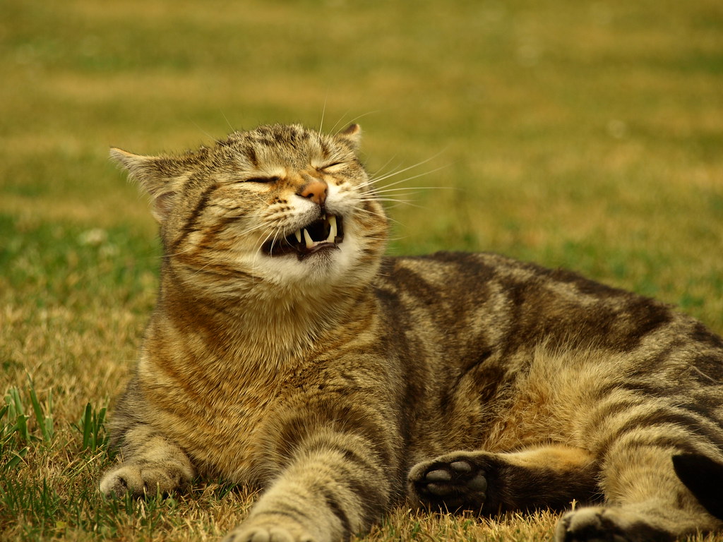 Kucing Bersin