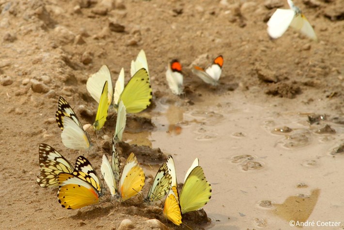 Dari kupu-kupu sampai gajah, 5 hewan ini suka bergumul dengan lumpur