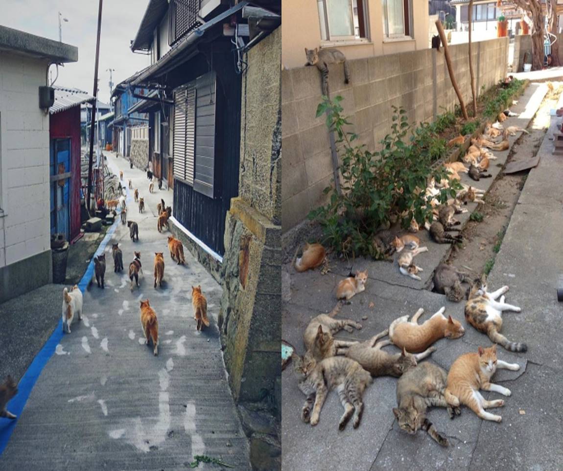 Aoshima, pulau di Jepang yang dikuasai oleh ratusan kucing ...