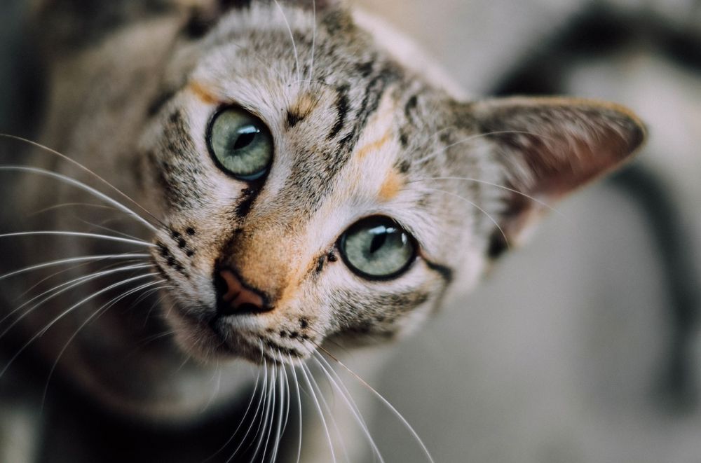 kucing Free-Photos dari Pixabay kucing Free-Photos dari Pixabay