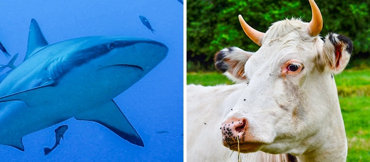 Inilah 15 fakta tentang hewan yang jarang diketahui
