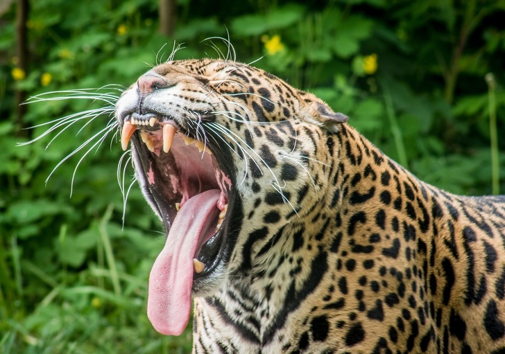 Inilah 15 fakta tentang hewan yang jarang diketahui