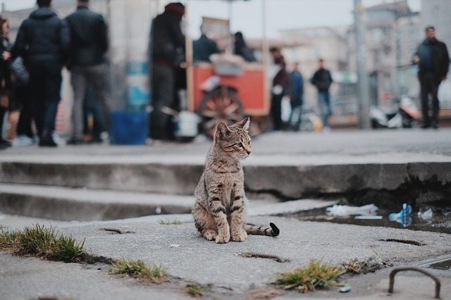 Ini 7 manfaat tak terduga dari memelihara kucing di rumah