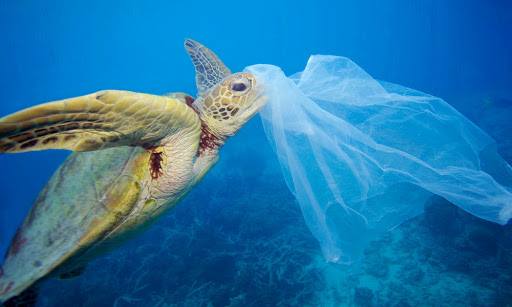 Kantong plastik ramah lingkungan dari tanaman tebu buatan Jepang