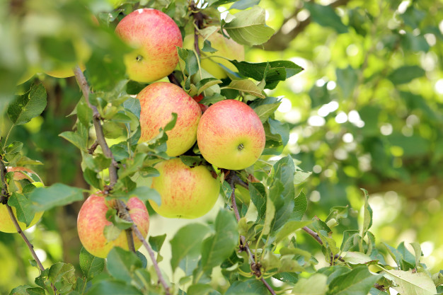 9 Fakta menarik tentang buah apel yang jarang diketahui
