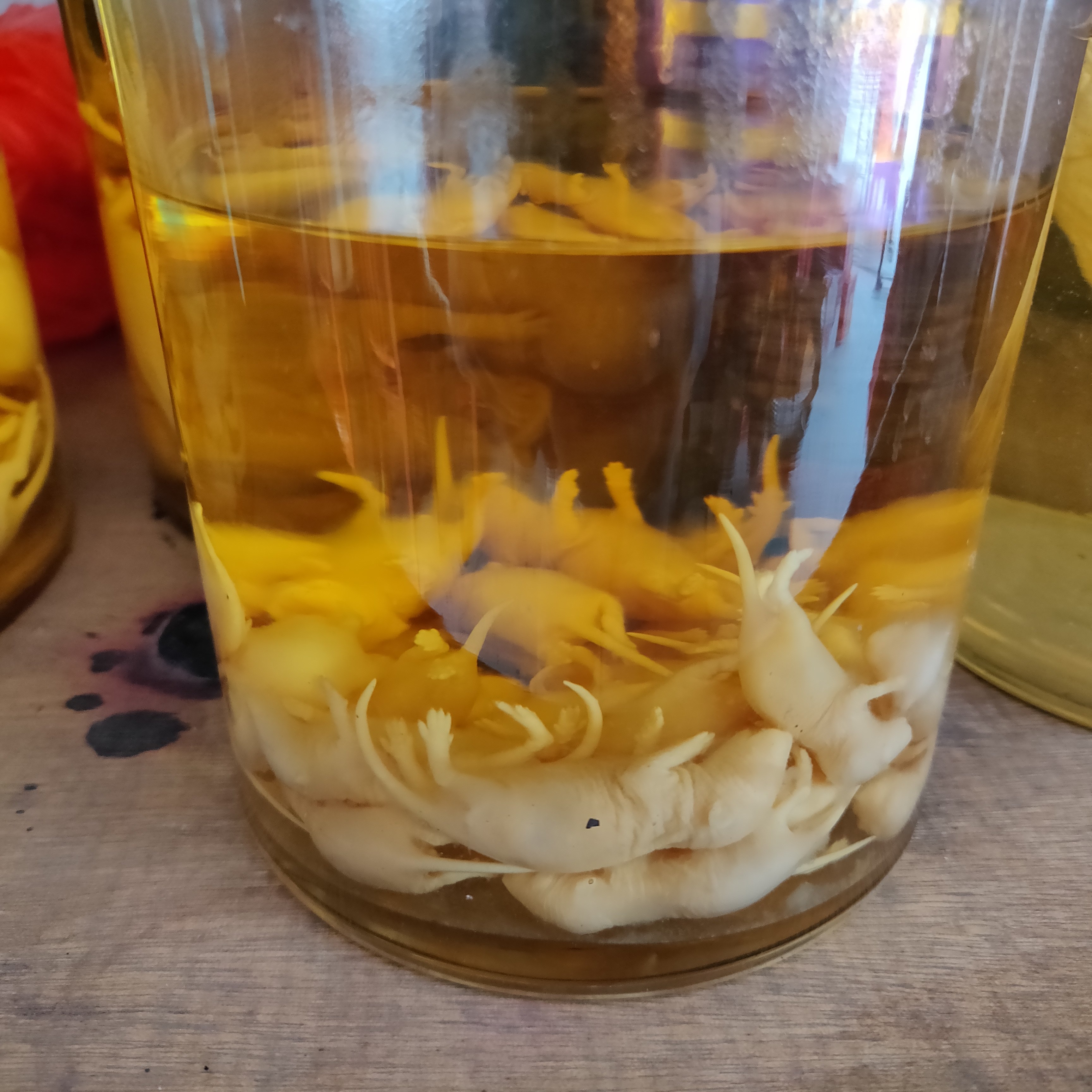 wine dari bayi tikus