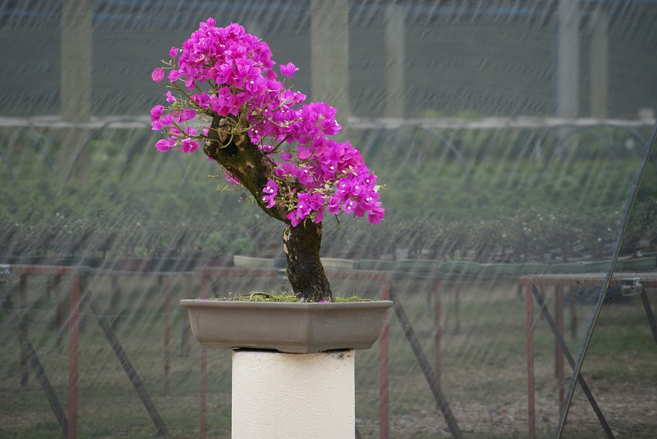 bougenill bonsai