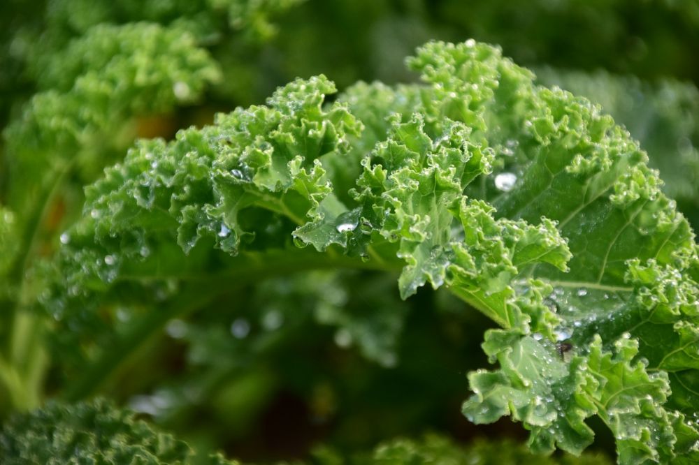 kale Ulrike Leone dari Pixabay kale Ulrike Leone dari Pixabay