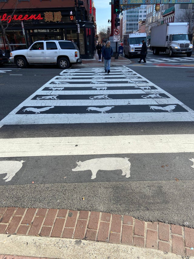 zebra unik