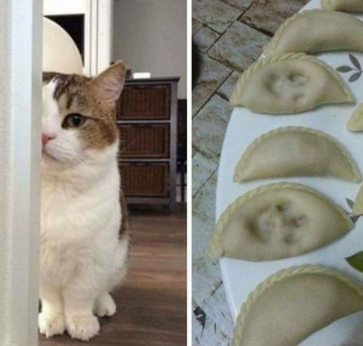 12 Kelakuan kucing ini bikin pemiliknya gemas, ngakak sekaligus emosi