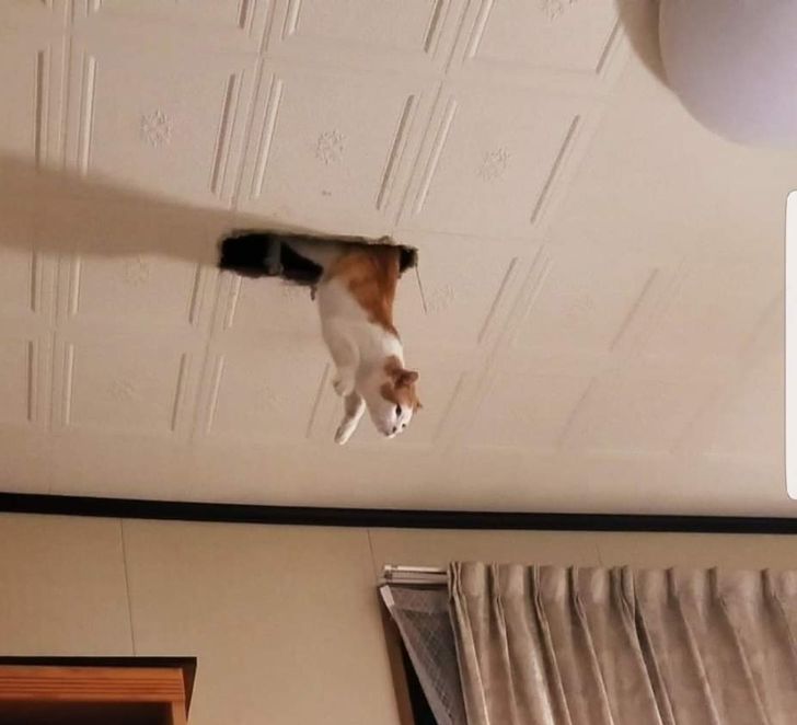 12 Kelakuan kucing ini bikin pemiliknya gemas, ngakak sekaligus emosi