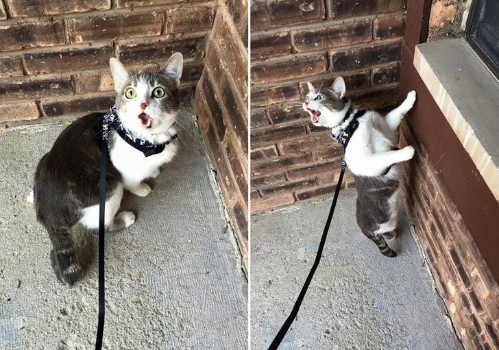 12 Ekspresi anjing dan kucing ini gemes banget, bikin senyum sendiri