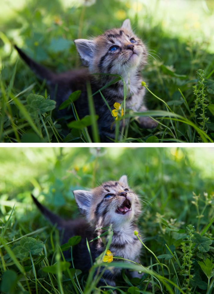 12 Ekspresi anjing dan kucing ini gemes banget, bikin senyum sendiri