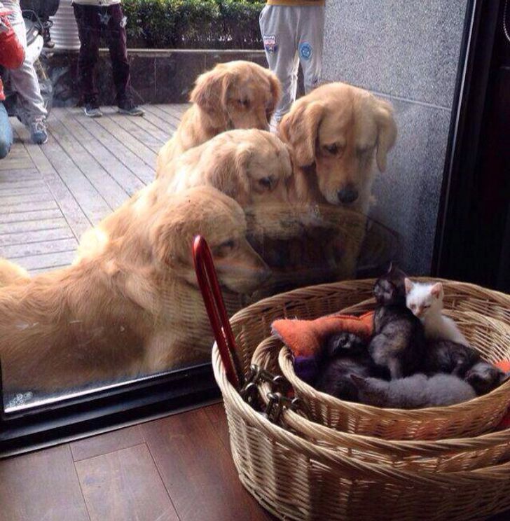 12 Ekspresi anjing dan kucing ini gemes banget, bikin senyum sendiri