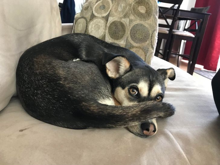 14 Ekspresi malu-malu kucing dan anjing ini dijamin bikin gemas