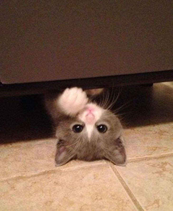 14 Ekspresi malu-malu kucing dan anjing ini dijamin bikin gemas