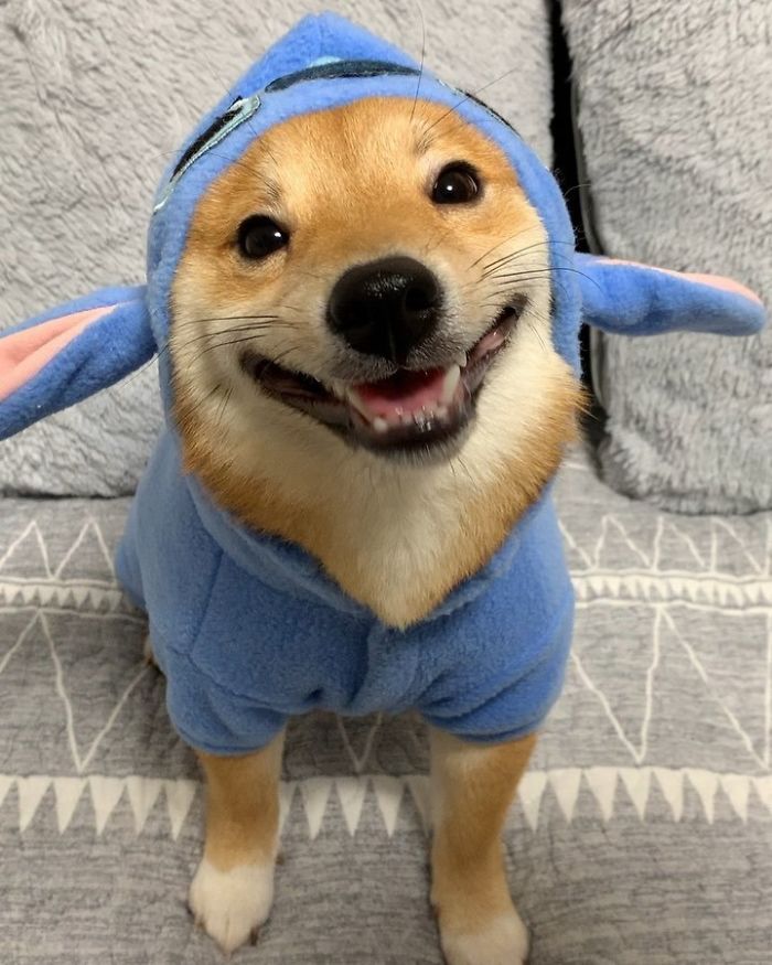 8 Potret menggemaskan Uni, anjing asal Jepang yang suka tersenyum